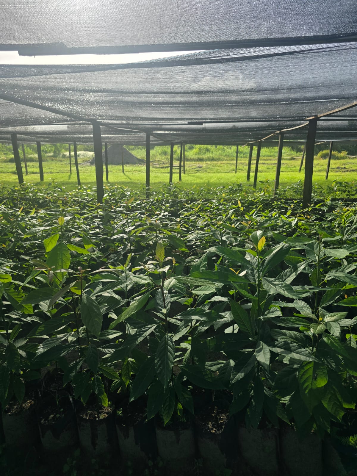Avocado Farm
